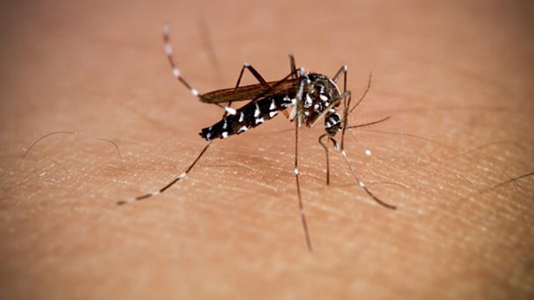 27歲女子感染基孔肯雅熱 曾到訪肇慶期間被蚊叮咬