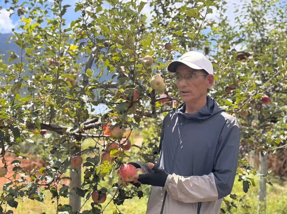 活力中國調研行｜香格里拉尼西鄉湯滿村：枝頭「紅果」串起鄉村振興致富路