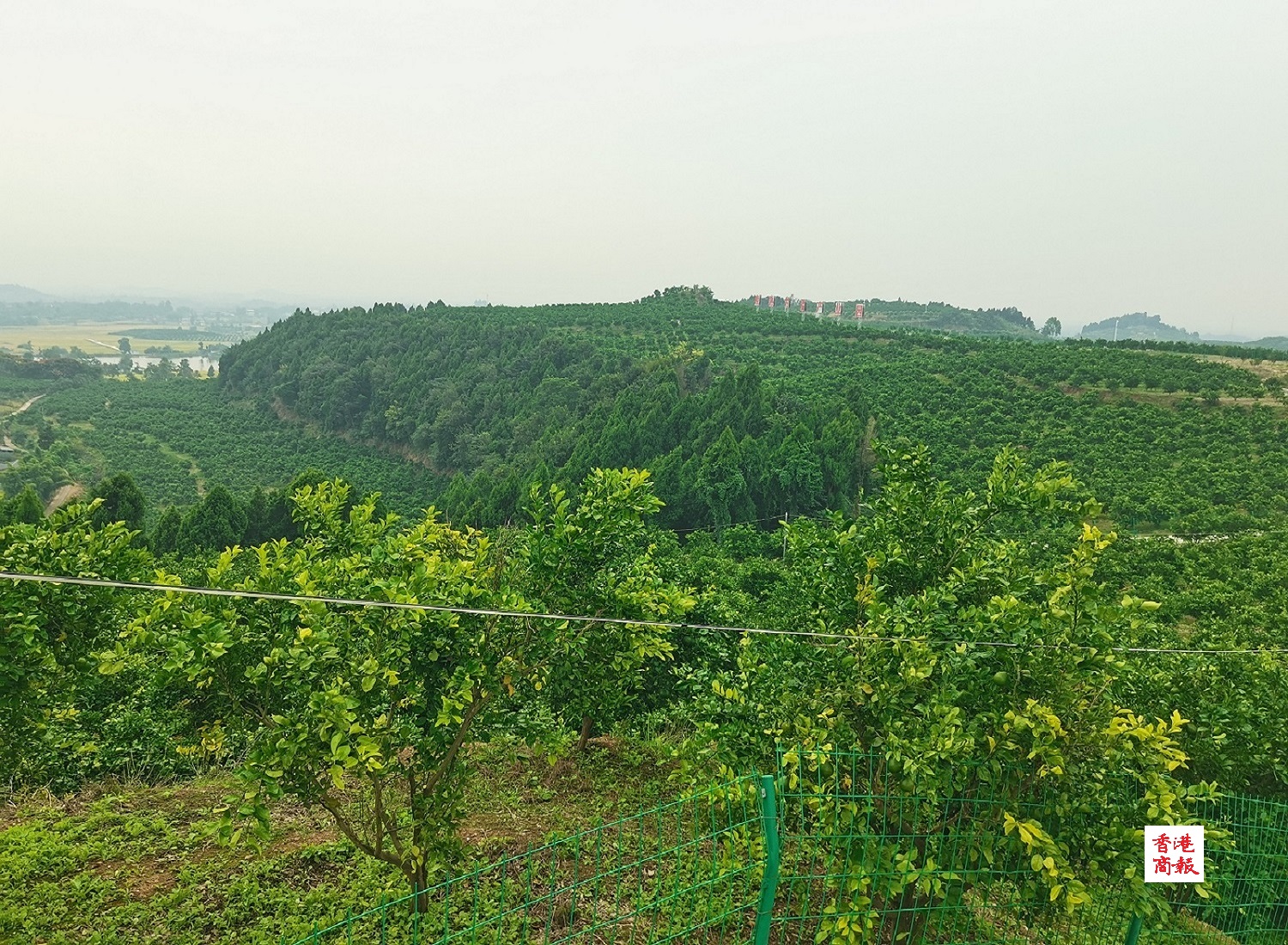 四川羅江打造「小新柑」大品牌　成為農戶增收「黃金產業」