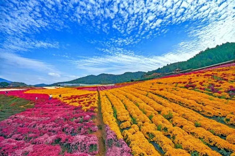 一朵菊花帶活一方經濟 南農十年幫扶見證麻江蝶變