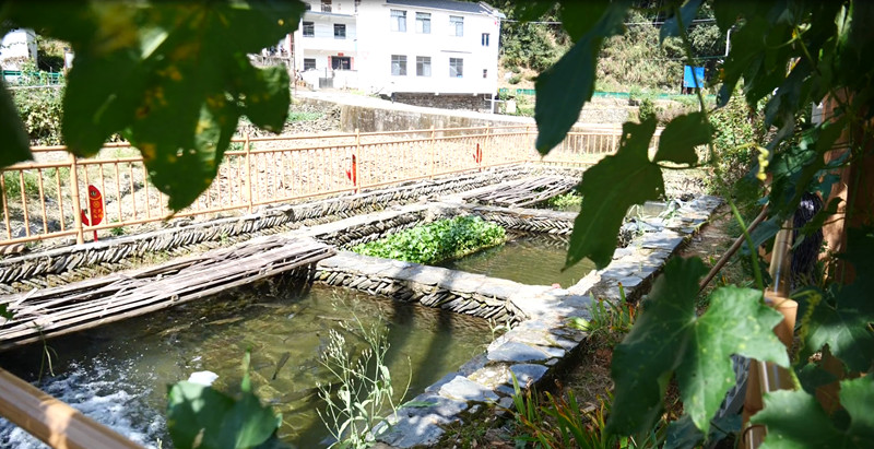 傳承千年啟新創變  皖休寧板橋泉水魚「變金魚」