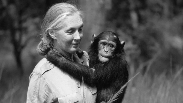 著名靈長類動物學家珍·古道爾去世 終年91歲