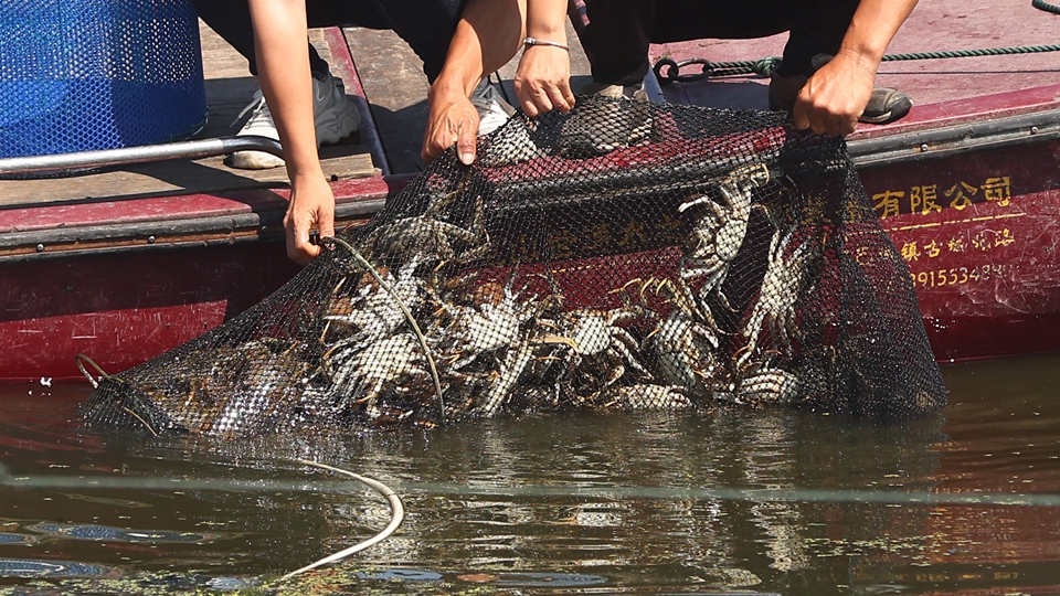 環境及生態局：首兩批共300公斤大閘蟹已從江蘇運抵本港
