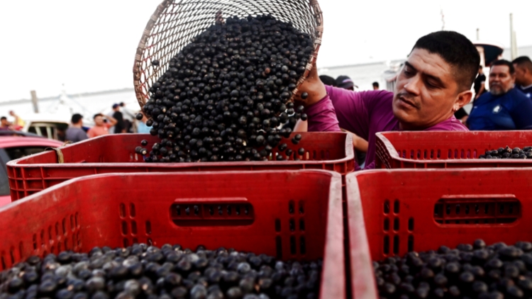 巴西9月對美出口繼續大幅下降