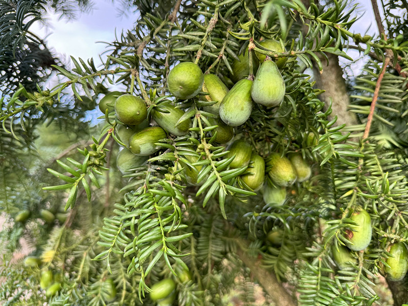 「根本不愁賣！」  皖黃山區三口香榧林迎來「豐收季」