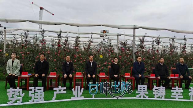 甘肅平涼：靜寧蘋果去年年產值150億帶動農民收入過半