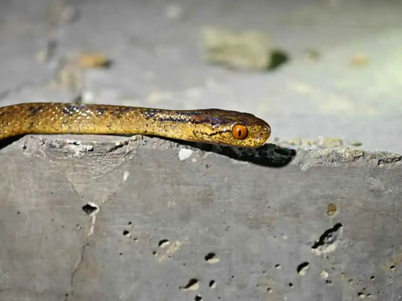 皖休寧發現全球新物種「華東鈍頭蛇」