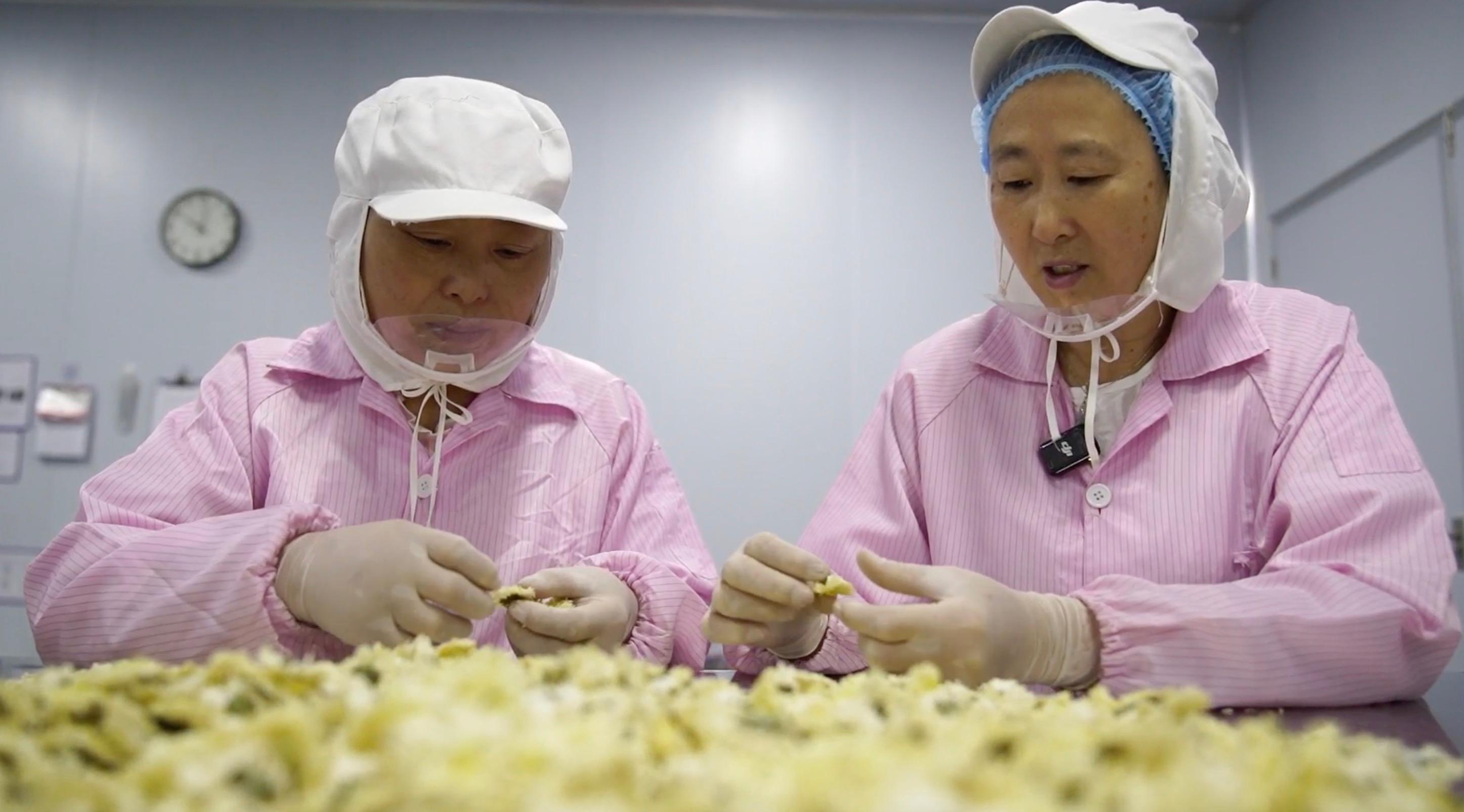 皖徽州區：徽州貢菊盛放「科技小院」