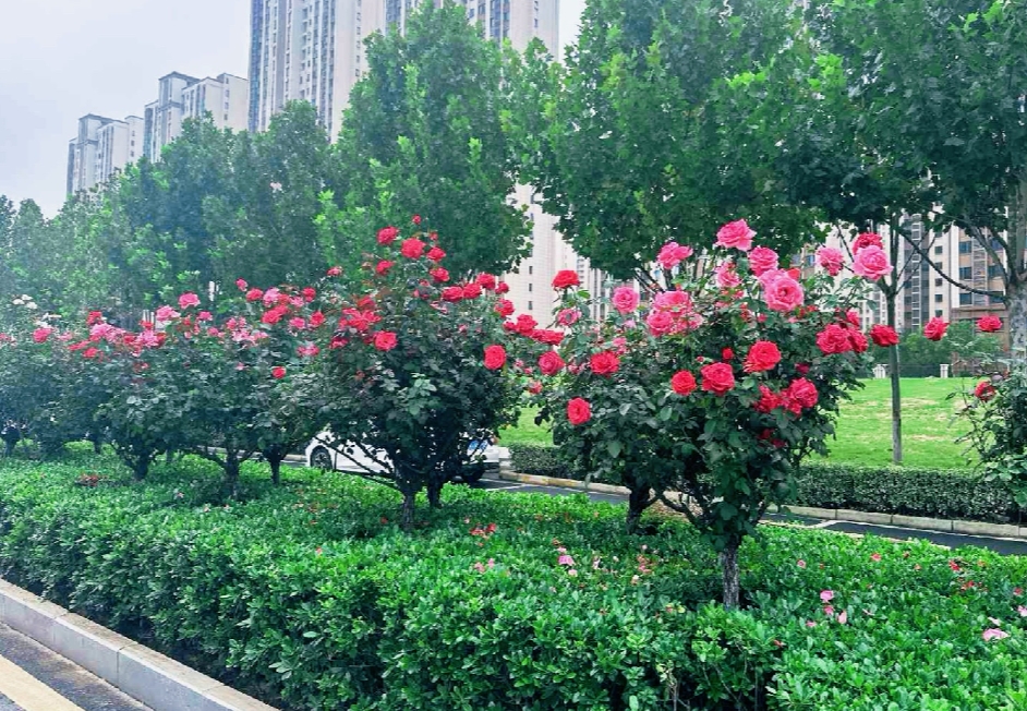 「花樣」告白 合肥高新區邀您邂逅秋日浪漫