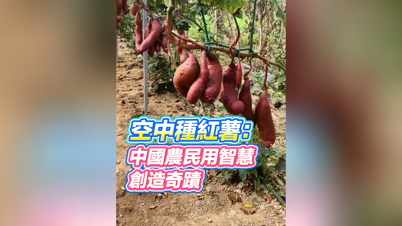 有片丨空中種紅薯：中國農民用智慧創造奇蹟