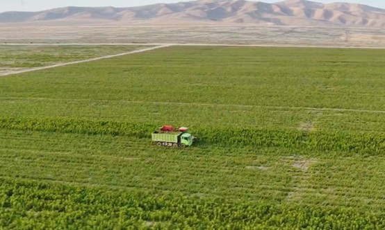 天山腳下織就「新絲路」 江蘇南通援疆育出富民鏈