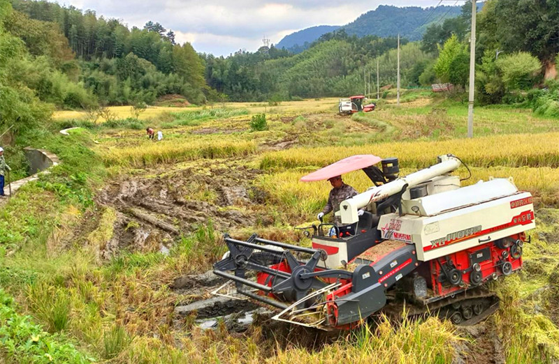 皖黃山區新豐：高山稻田迎豐收