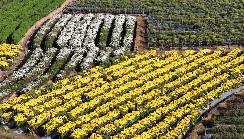 皖休寧縣：菊花香飄致富路 美麗產業助振興