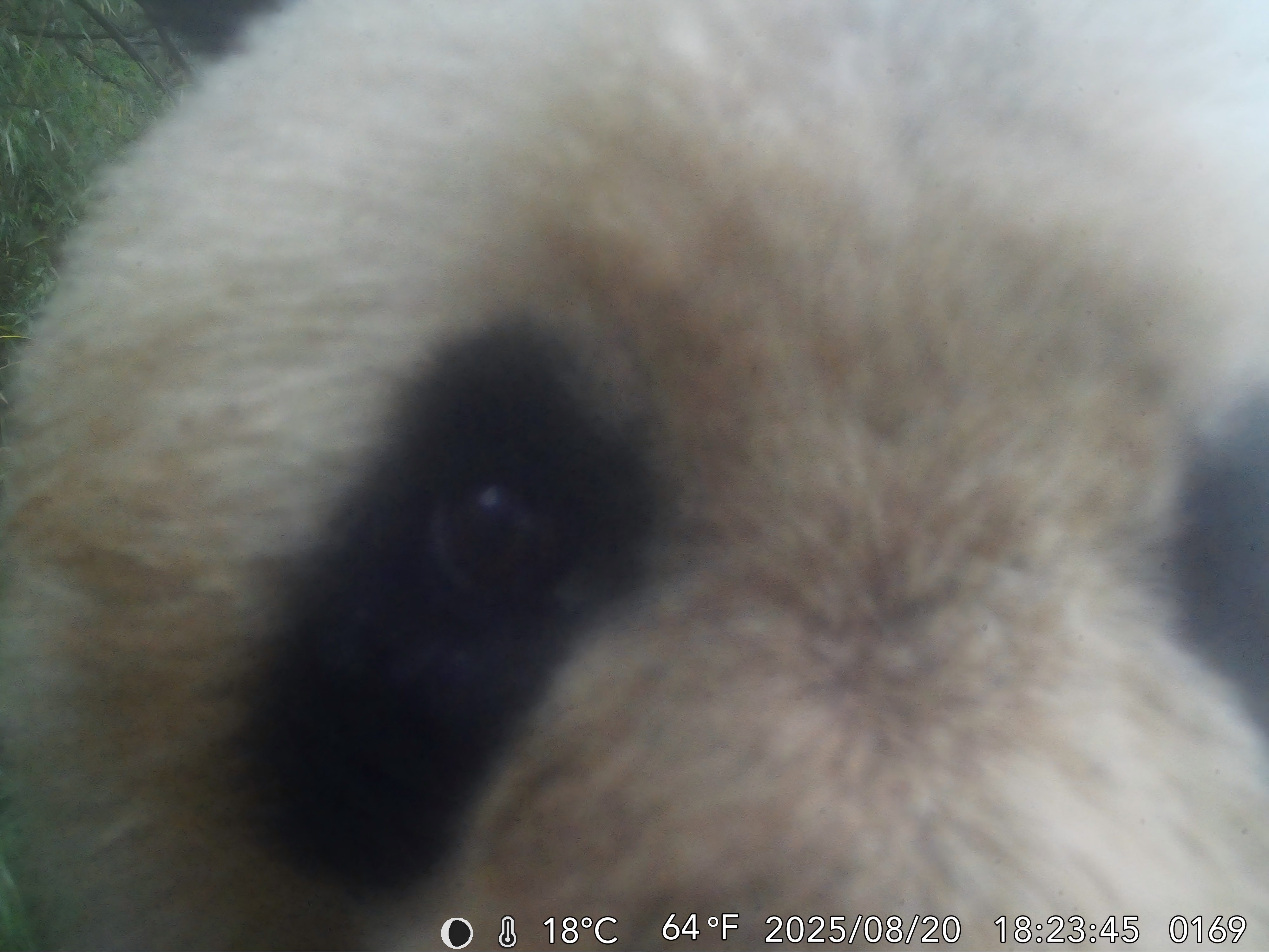 有片｜四川德陽捕捉到九頂山野生大熊貓「掩面」出鏡