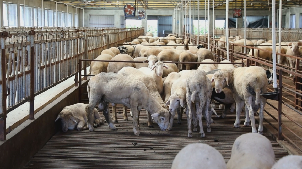 中國移動譜寫鄉村振興新篇章：數智賦能繪就城鄉共富新圖景