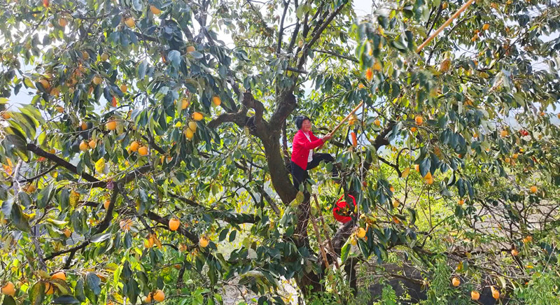 皖歙縣：柿滿枝頭秋意濃