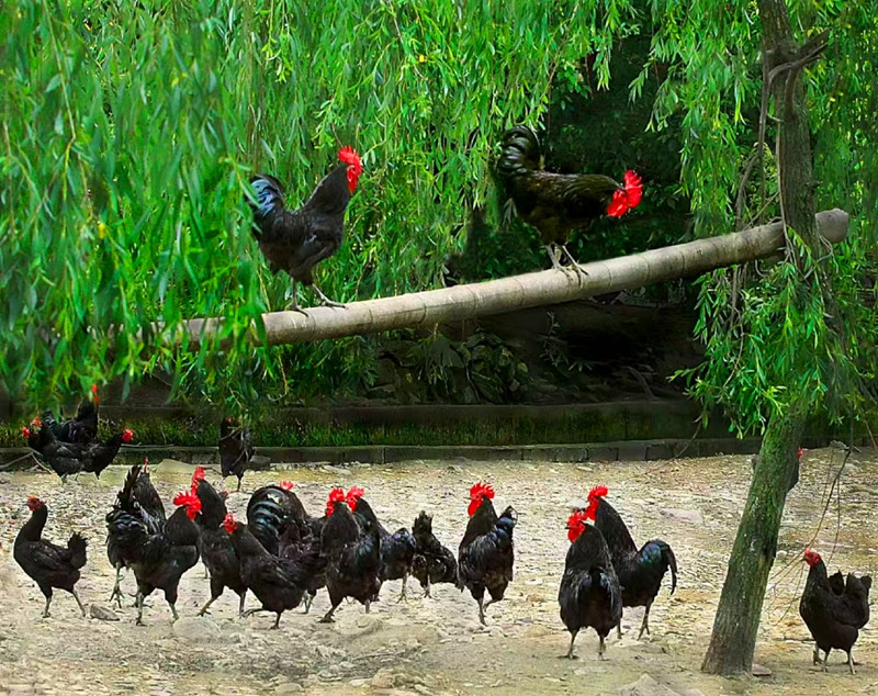 皖黟縣：黃山黑雞成功入選《國家級畜禽遺傳資源保護名錄》