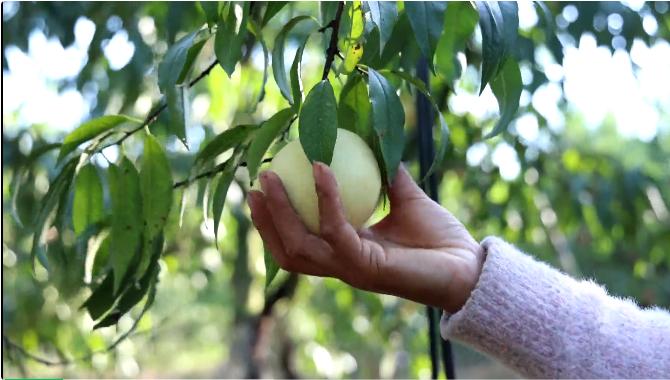 皖徽州區：深秋雪桃滿枝頭