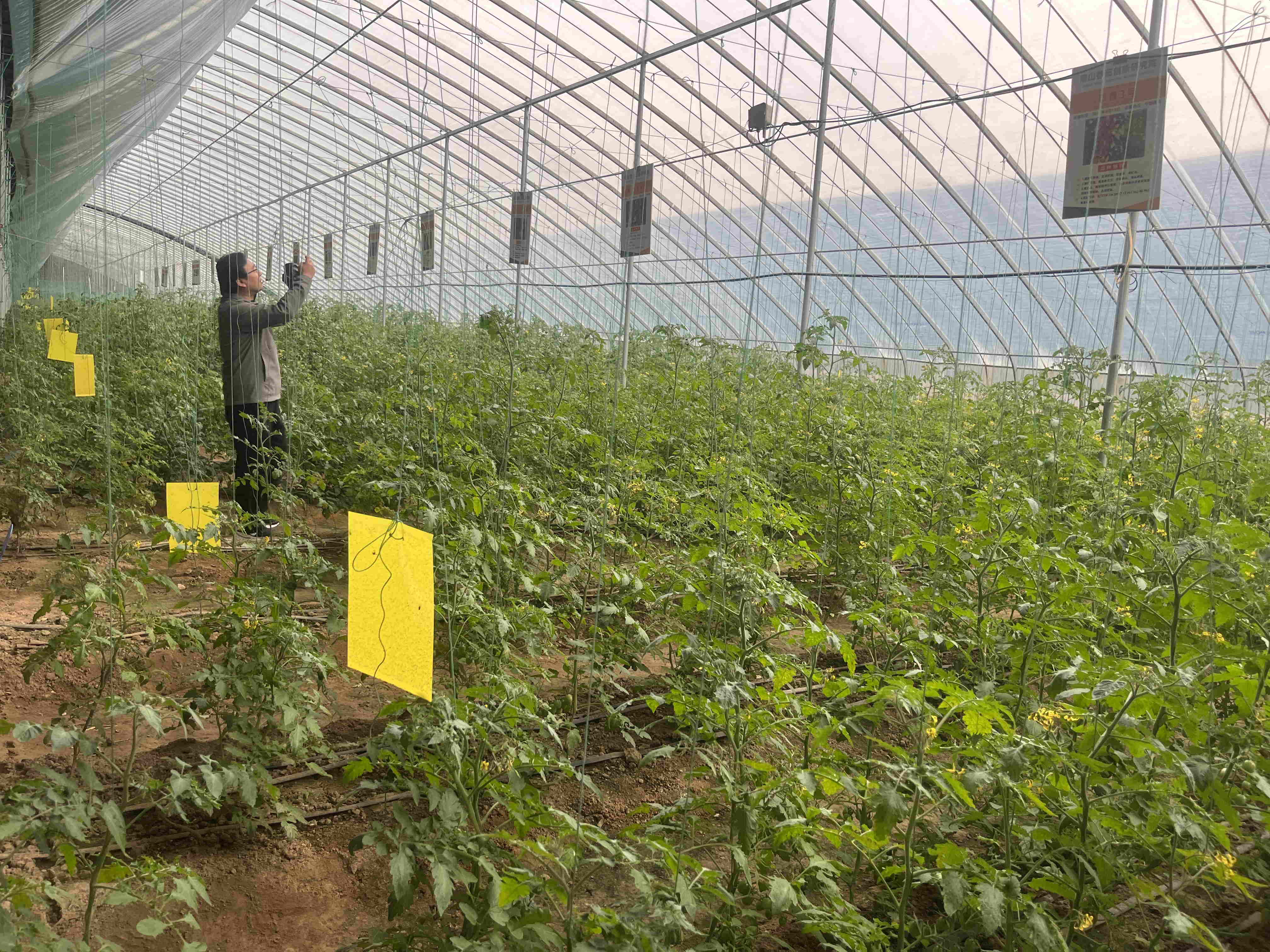 【粵港澳媒體看山東】泰山番茄產業園彰顯齊魯農創力