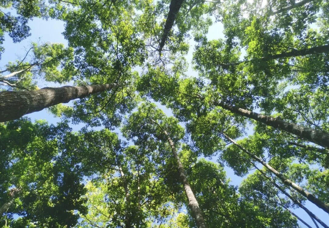 海南熱帶雨林國家公園：生態惠民繪就綠色發展新圖景