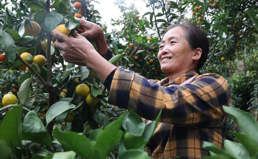 皖歙縣：柑桔滿枝映碧水