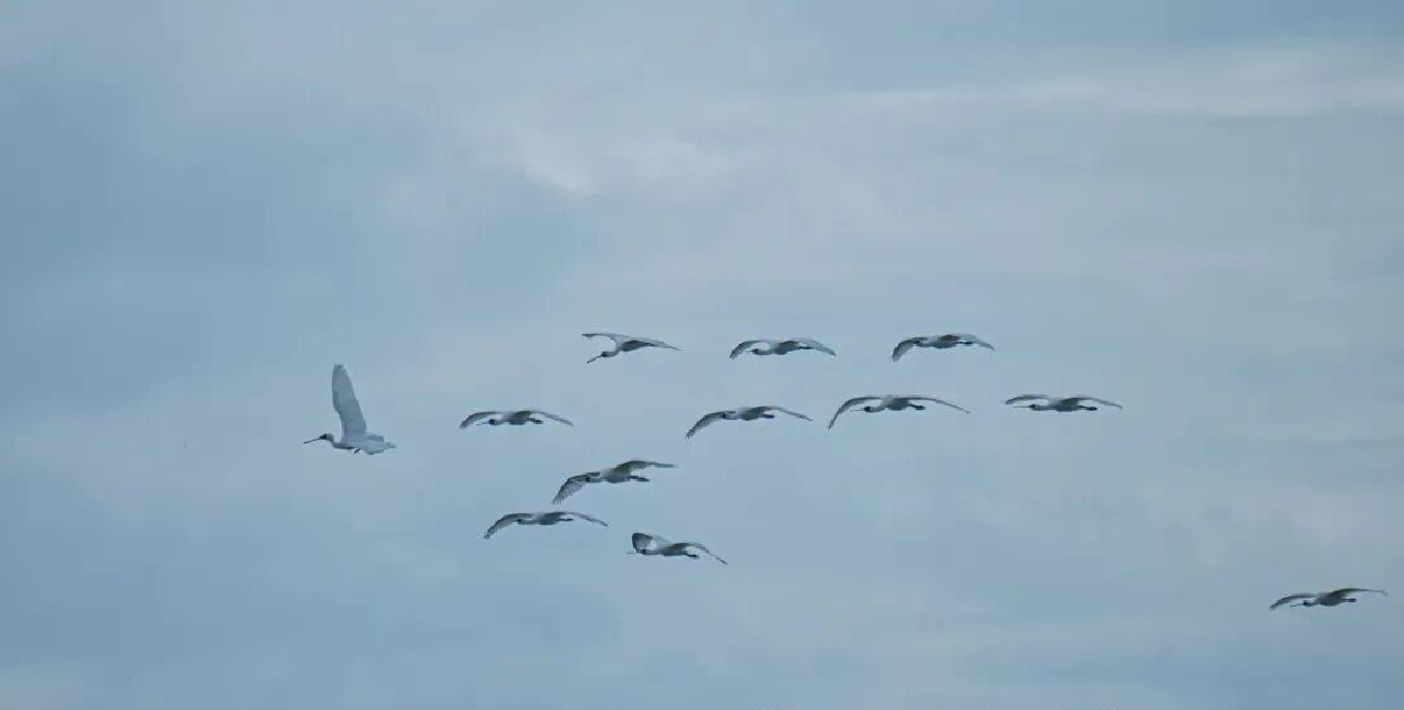 2025年首批黑臉琵鷺抵達海南東方四必灣