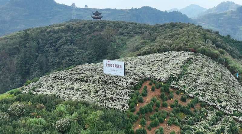 標準化·數字化·品牌化  皖歙縣正式啟動黃山貢菊溯源體系