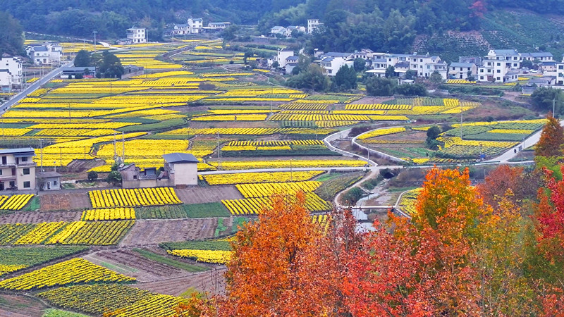 價格上漲產銷兩旺  皖歙縣金絲皇菊「豐景」好