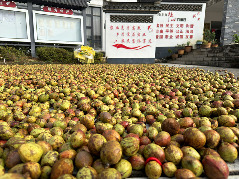 皖黃山區三口鎮：小油茶富鄉鄰