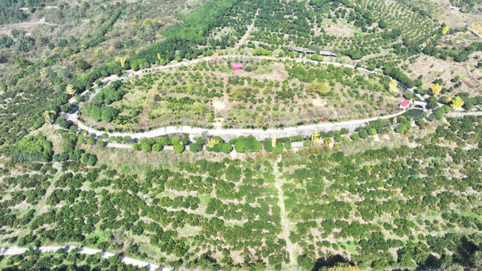 邵陽縣蔡橋鄉福林村：昔日煤礦採空區 今朝果香飄滿山