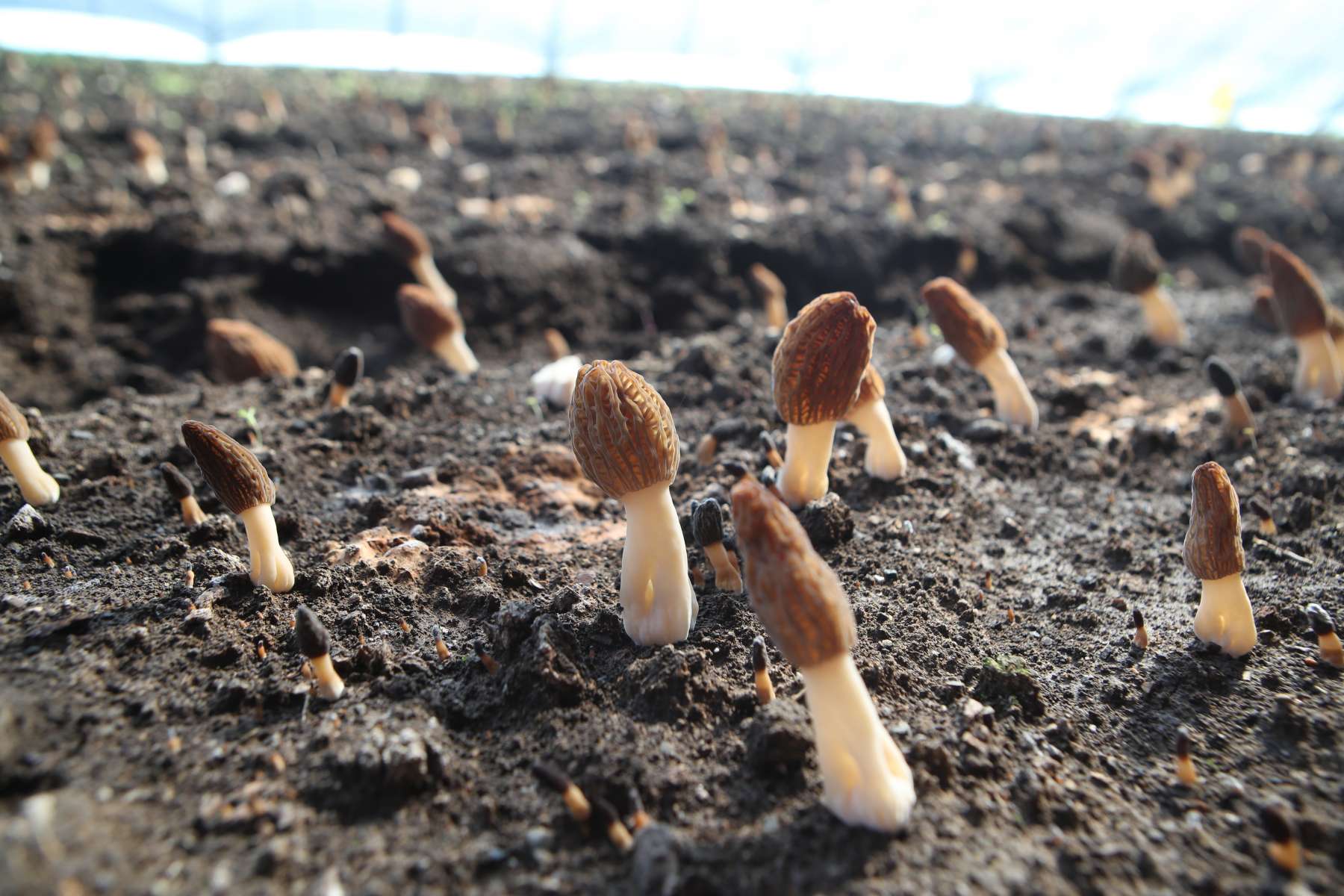 哈市香坊區：「十四五」農業發展碩果盈枝 品牌賦能鄉村振興