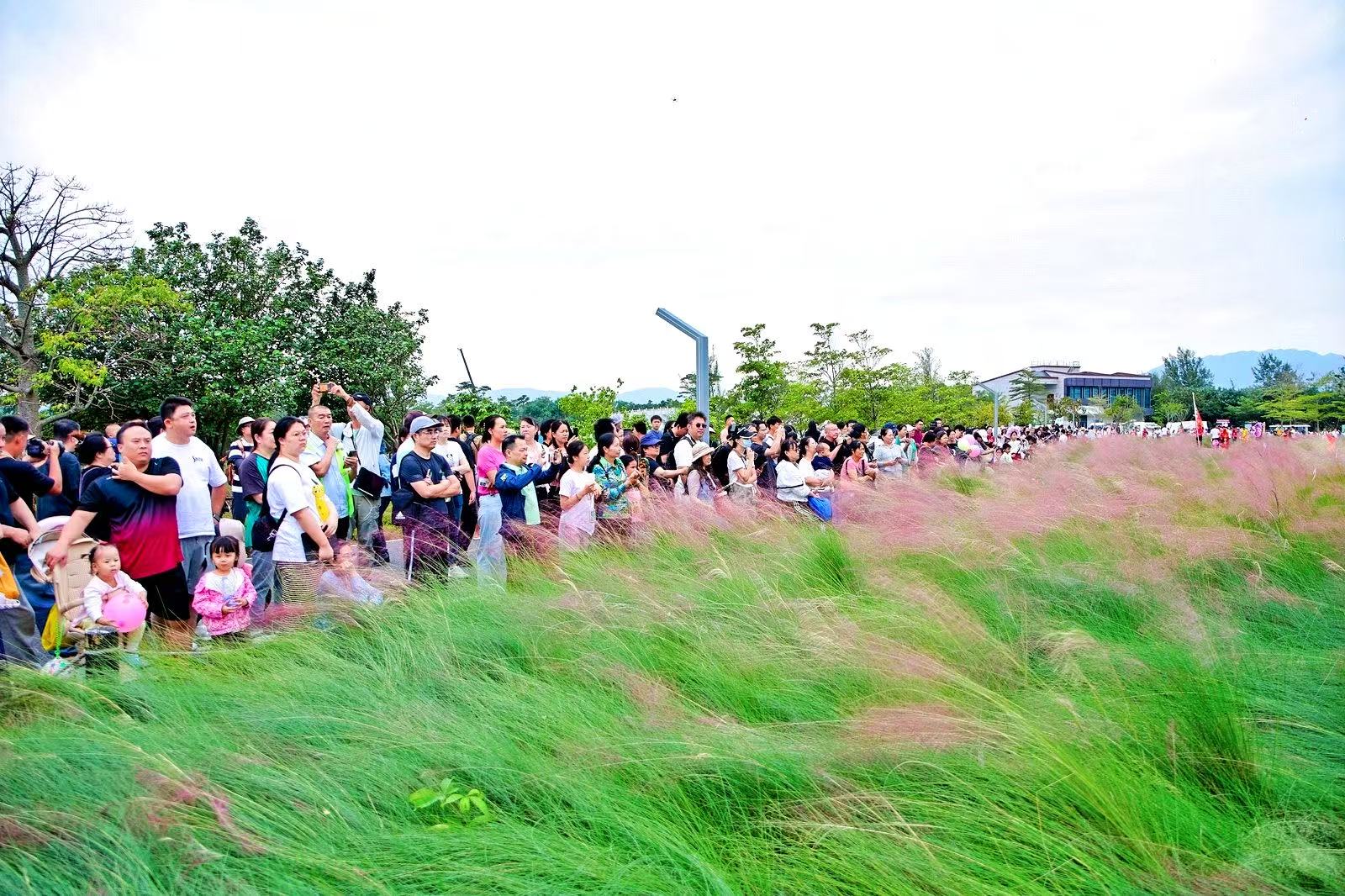 接待遊客逾8萬人次 深圳南澳粉黛季圓滿收官