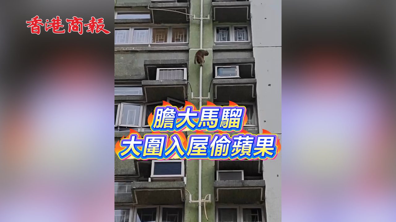 有片丨膽大馬騮 大圍入屋偷蘋果