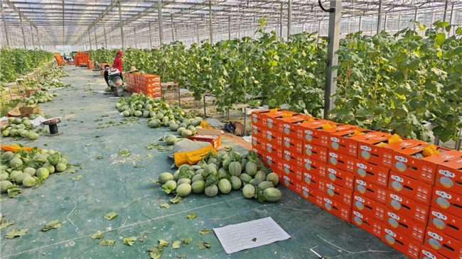 【萬年新觀察】數馭農疆：數字農業的「萬年範式」