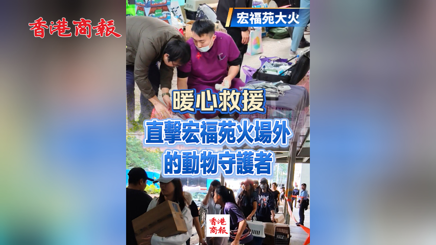 有片丨【宏福苑大火】暖心救援 直擊宏福苑火場外的動物守護者