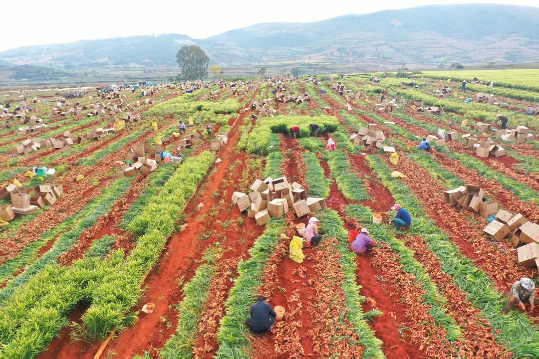 「大灣區菜籃子-硯山」 生薑採挖忙萬畝「金姜」鋪就致富路