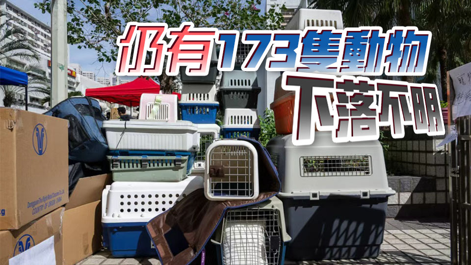 宏福苑大火｜愛協：至今累計尋獲364隻動物 其中294隻幸存