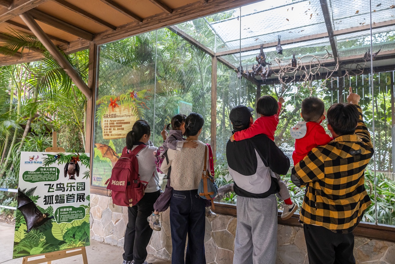 「世界最大蝙蝠」首次亮相廣州長隆飛鳥樂園