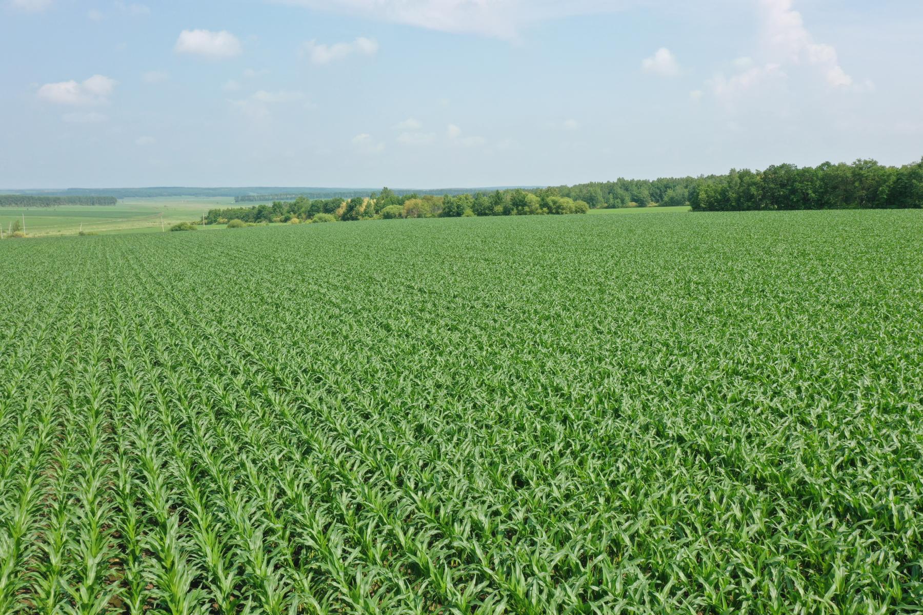哈爾濱市雙城區玉米高產增效 夯實糧食安全根基