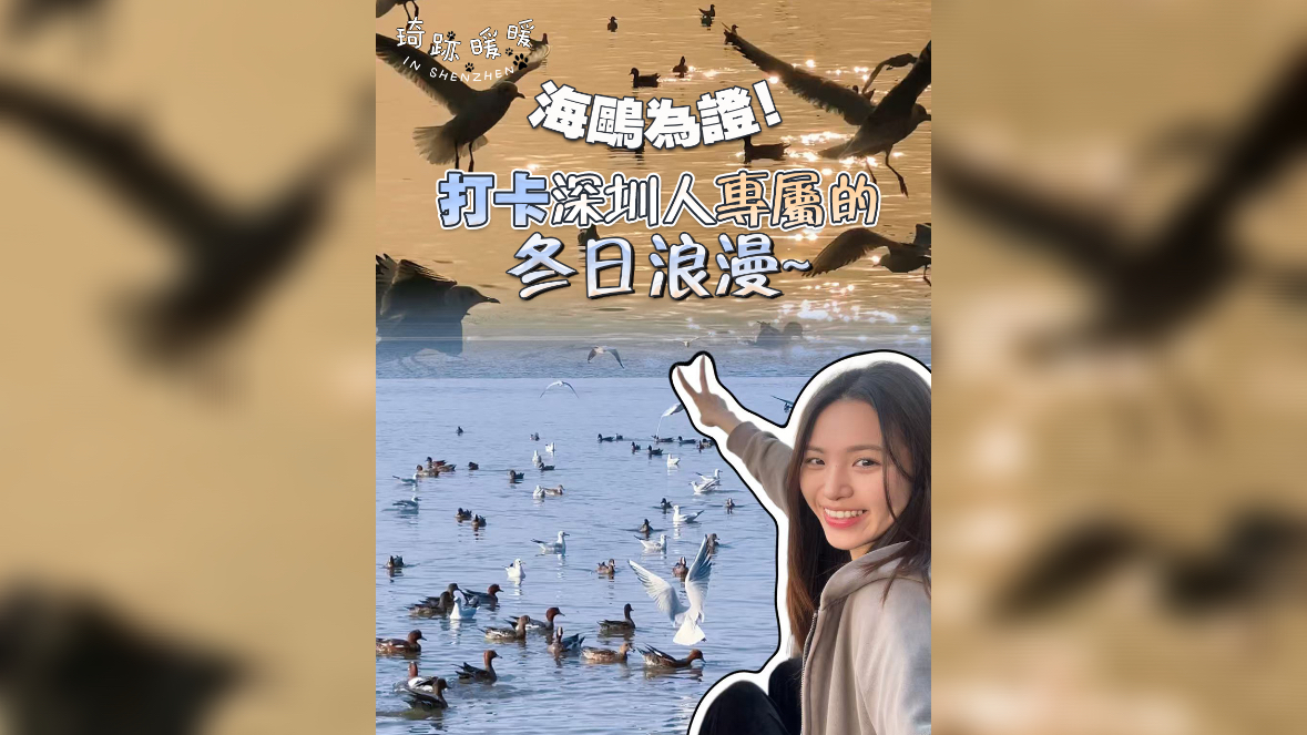 海鷗為證！打卡深圳人專屬的冬日浪漫~