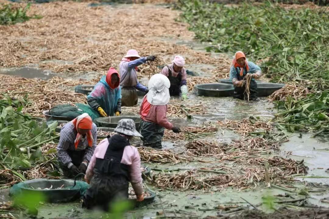 厲害了!硯山這裡的「泥巴果」豐收啦!