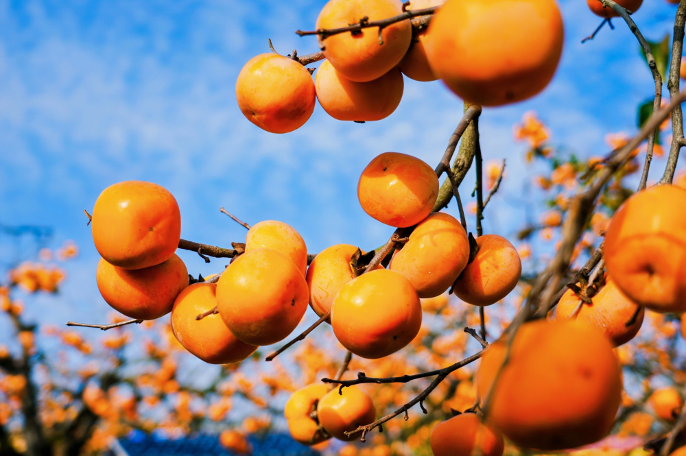 有片 | 港行廣西 ·恭城月柿甜過初戀 桂北秋韻引港客