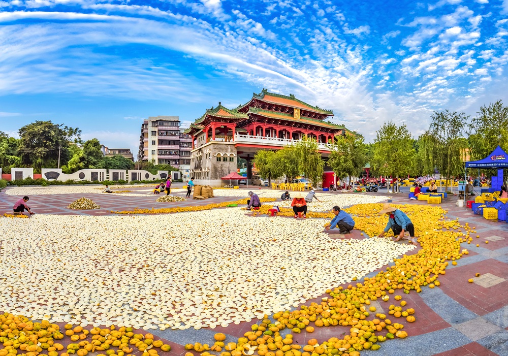 從嚴從快 江門開展新會陳皮專項整治行動 專項保護行動為期一年