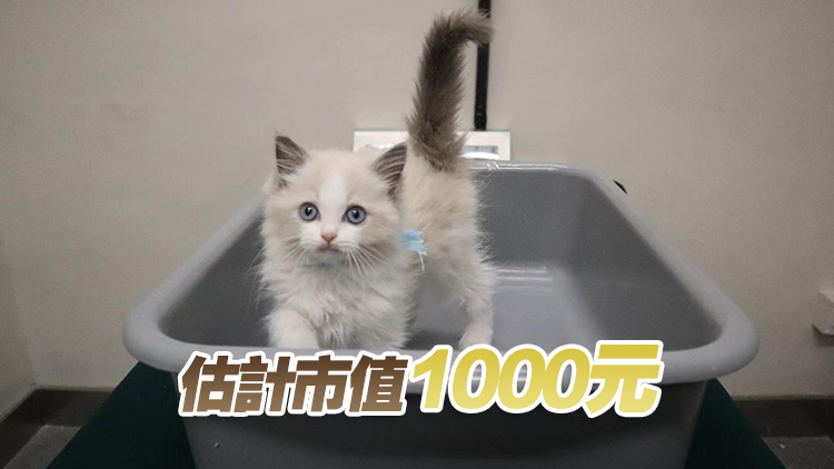 海關文錦渡管制站檢獲非法進口幼貓 拘捕39歲男子