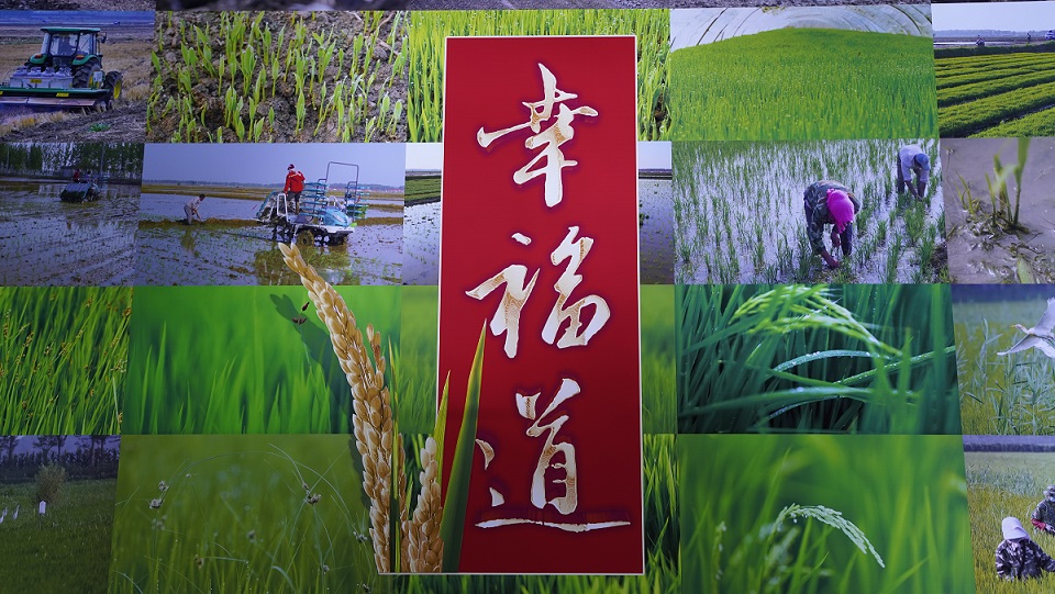 稻浪映白鷺 黑土蘊初心——盤錦幸福道的生態農耕答卷