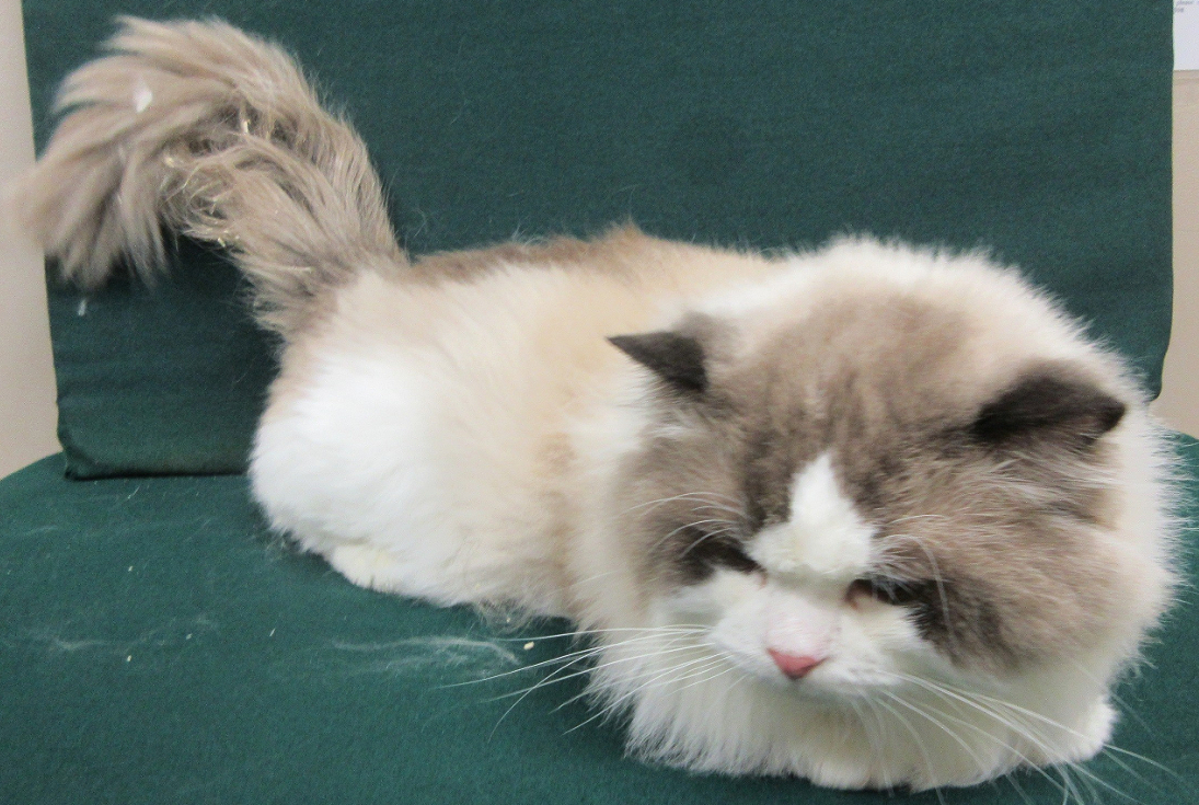 男子背包藏貓入境被捕 涉非法進口動物