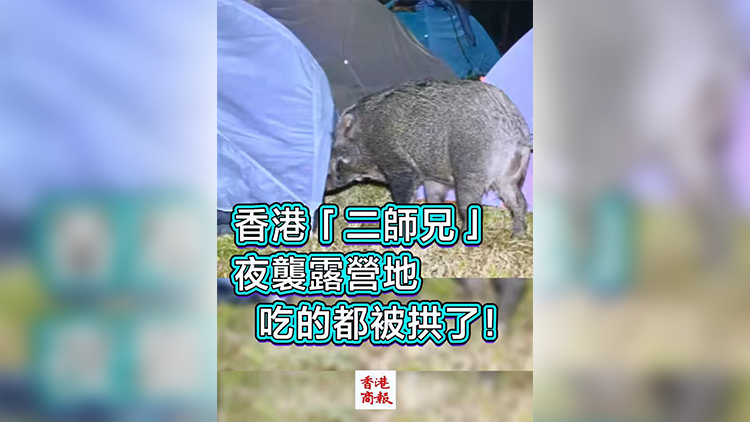 有片 | 香港「二師兄」夜襲露營地 吃的都被拱了！