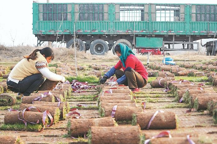 皖巢湖市：林草套種拓寬富民路