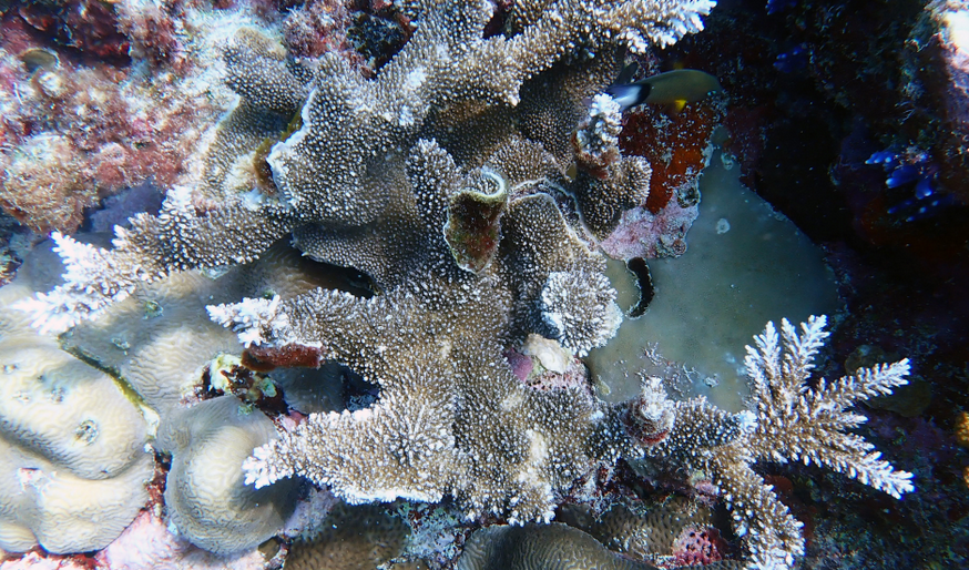 黃岩島珊瑚礁生態調查報告發布