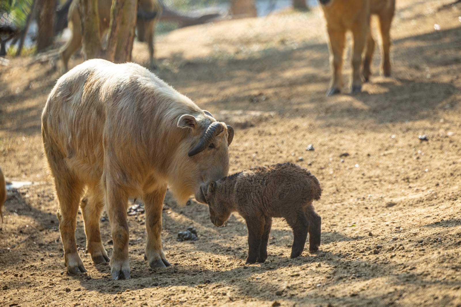 為珍稀種群注入活力  清遠長隆2025年內新生5頭國寶金毛羚牛